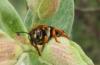 Rhodanthidium septemdentatum